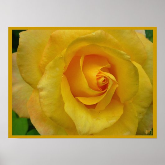 Gelbe Rose Poster drucken Schöne Blume drucken (Vorne)