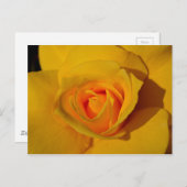 Gelbe Rose Postkarte (Vorne/Hinten)