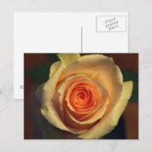 Gelbe Rose Postkarte (Vorne/Hinten)