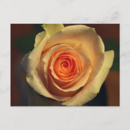 Gelbe Rose Postkarte