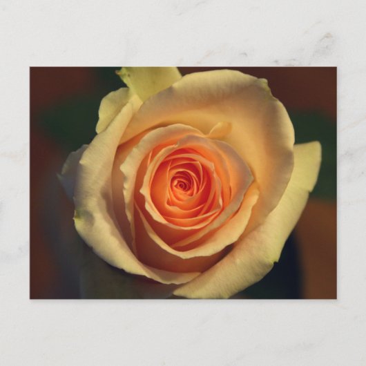 Gelbe Rose Postkarte (Vorderseite)