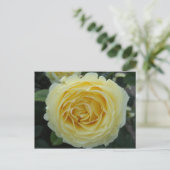 Gelbe Rose Postkarte (Stehend Vorderseite)