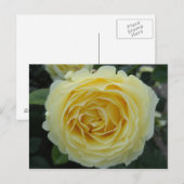 Gelbe Rose Postkarte (Vorne/Hinten)