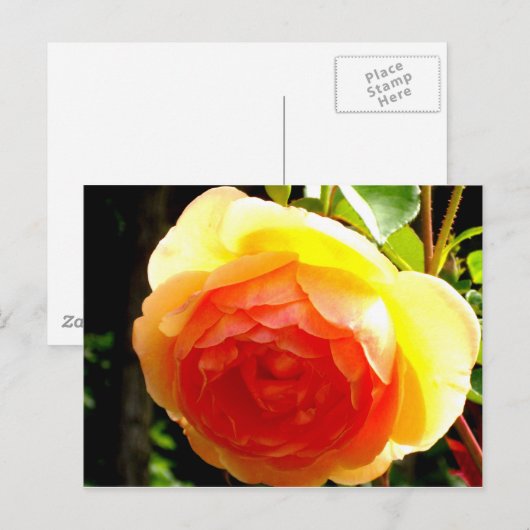 Gelbe Rose Postkarte (Vorne/Hinten)