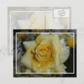 Gelbe Rose Postkarte (Vorne/Hinten)