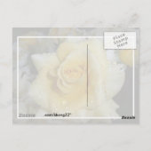 Gelbe Rose Postkarte (Rückseite)
