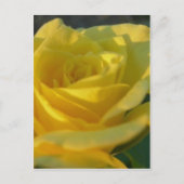 Gelbe Rose Postkarte (Vorderseite)