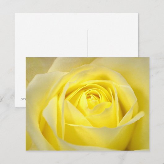 Gelbe Rose Postkarte (Vorne/Hinten)