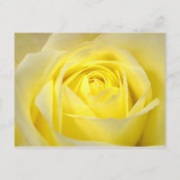 Gelbe Rose
