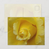 Gelbe Rose Postkarte (Vorne/Hinten)