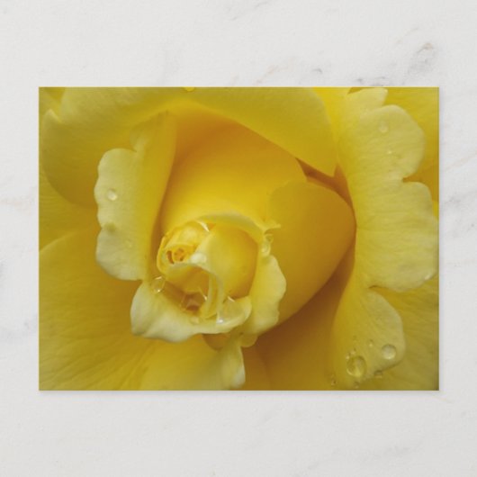 Gelbe Rose Postkarte (Vorderseite)