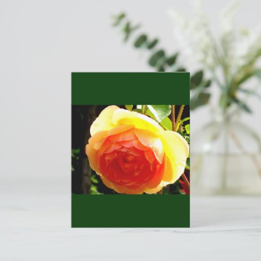 Gelbe Rose Postkarte (Stehend Vorderseite)