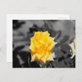 Gelbe Rose Postkarte (Vorne/Hinten)