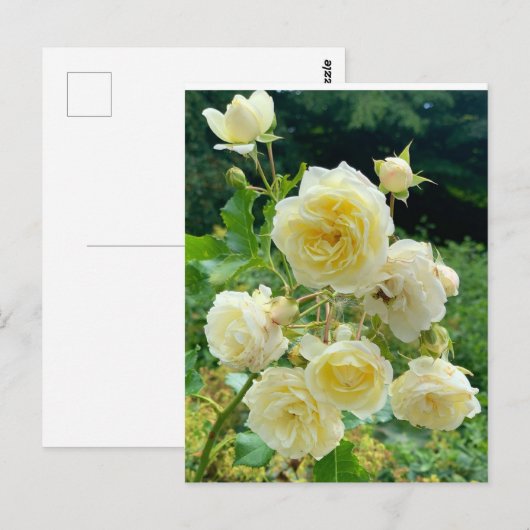 Gelbe Rose Postkarte (Vorne/Hinten)