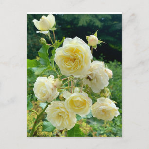Gelbe Rose Postkarte
