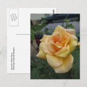 Gelbe Rose Postkarte (Vorne/Hinten)