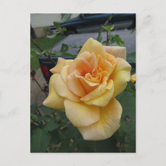 Gelbe Rose Postkarte (Vorderseite)