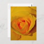 Gelbe Rose Postkarte (Vorne/Hinten)