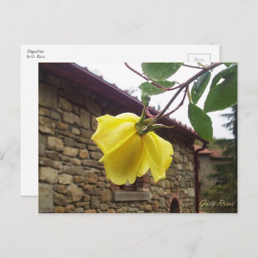 Gelbe Rose. Postkarte (Vorne/Hinten)