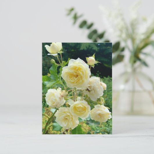 Gelbe Rose Postkarte (Stehend Vorderseite)