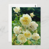 Gelbe Rose Postkarte (Vorne/Hinten)