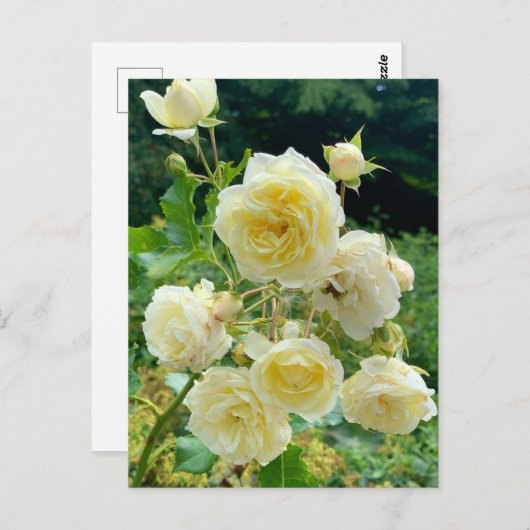 Gelbe Rose Postkarte (Vorne/Hinten)