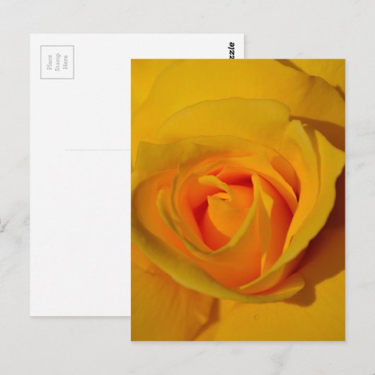 Gelbe Rose Postkarte (Vorne/Hinten)