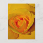 Gelbe Rose Postkarte (Vorderseite)