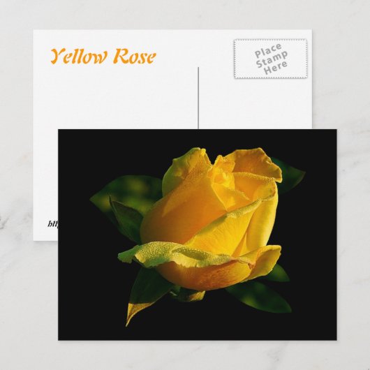 Gelbe Rose Postkarte (Vorne/Hinten)