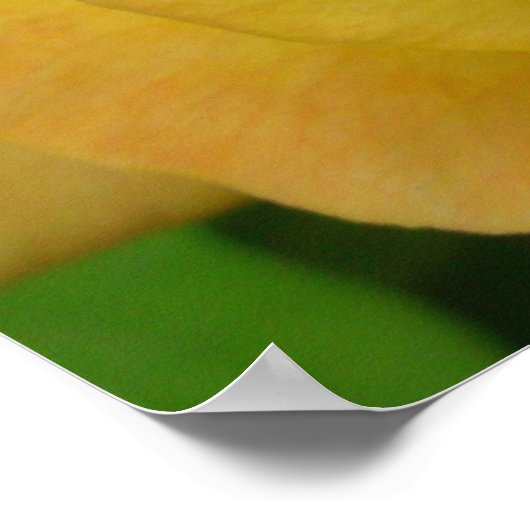 Gelbe Rose Print Beautiful Blume Poster Print (Ecke)