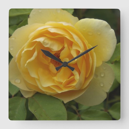 Gelbe Rose Quadratische Wanduhr (Vorderseite)