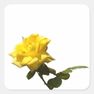 Gelbe Rose Quadratischer Aufkleber