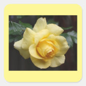 Gelbe Rose Quadratischer Aufkleber (Vorderseite)
