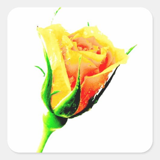Gelbe Rose Quadratischer Aufkleber (Vorderseite)