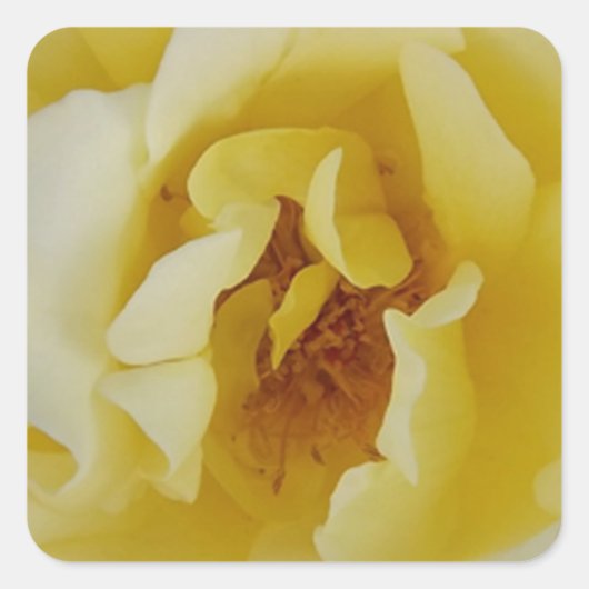 Gelbe Rose Quadratischer Aufkleber (Vorderseite)