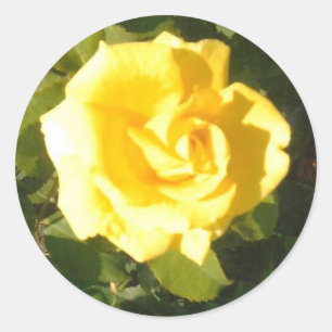 Gelbe Rose Runder Aufkleber