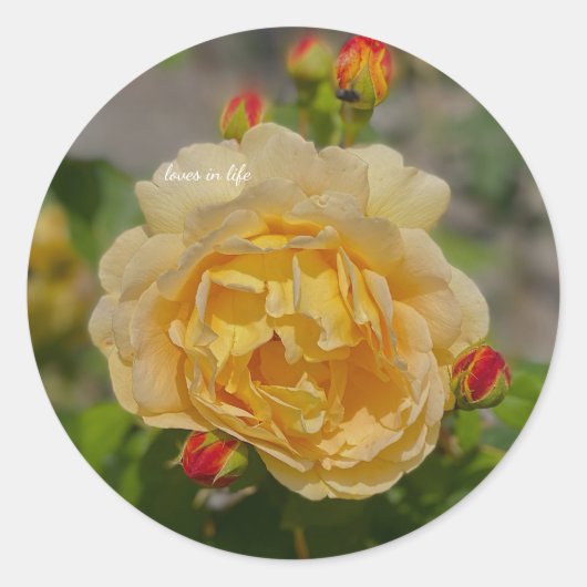 Gelbe Rose Runder Aufkleber (Vorderseite)