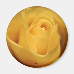 Gelbe Rose, S Cyr Magnet