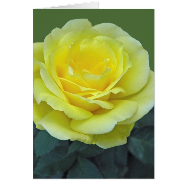 GELBE ROSE, TEXAS? (Vorne)