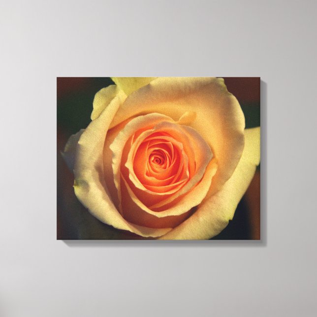Gelbe Rose überzogene Canvas Leinwanddruck (Front)