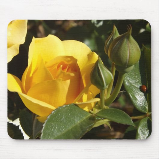 Gelbe Rose- und Ladybugs-Maus Mousepad (Vorne)
