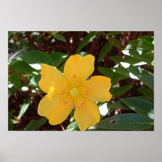 Gelbe Rose von Sharon Print Poster (Vorne)