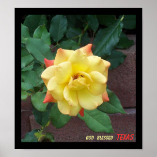 Gelbe Rose von Texas Poster