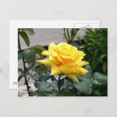 Gelbe Rose von Texas Postkarte (Vorne/Hinten)