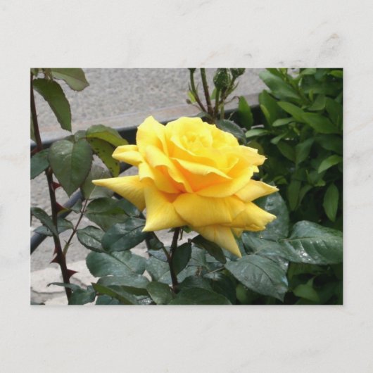 Gelbe Rose von Texas Postkarte (Vorderseite)