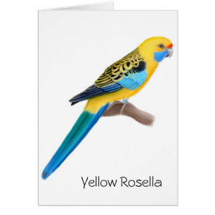 Gelbe Rosella Papageien-Karte