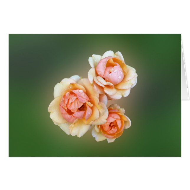 Gelbe Rosen (Vorderseite (Horizontal))