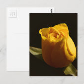 Gelbe Rosen 11 Postkarte (Vorne/Hinten)