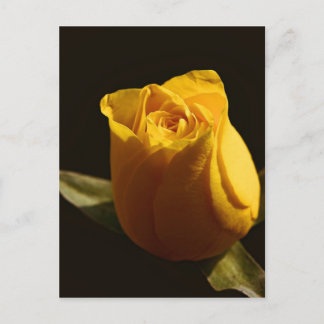Gelbe Rosen 11 Postkarte