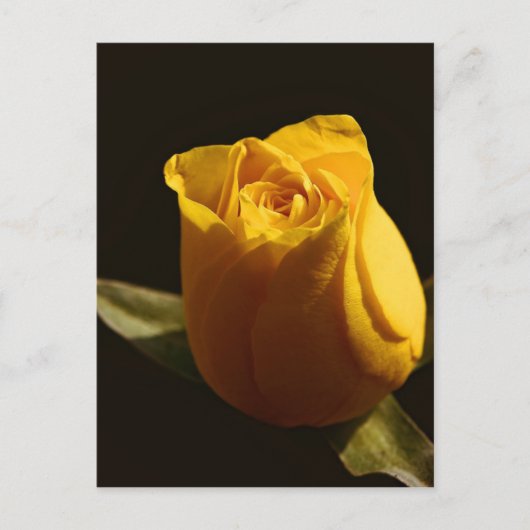 Gelbe Rosen 11 Postkarte (Vorderseite)